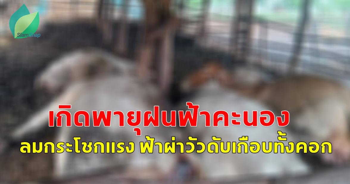 เกิดพายุฝนฟ้าคะนอง ลมกระโชกแรง ฟ้าผ่าวัวดับเกือบทั้งคอก