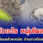 นี่คือตัวอะไร หนุ่มโพสต์ถาม หลังน้องหมาเหยียบแล้วแอดมิต ด้านชาวเน็ตเตือนให้ระวัง