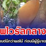 ภาพไวรัลกลางป่า คนแห่คอมเมนต์นึกว่าผลไม้ ก่อนมีผู้รู้มาเฉลยขนลุกเลย