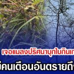 ชาวบ้านงง เจอแมลงปริศนาบุกกินเกลี้ยงทั้งต้น ก่อนมีคนเตือนอันตรายถึงซีวิต