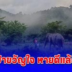 ป้าขวัญใจ กลับคืนสู่ธรรมชาติแล้ว หลังลื่นล้มได้รับบาดเจ็บและเข้ารับการรักษาจนหายดี