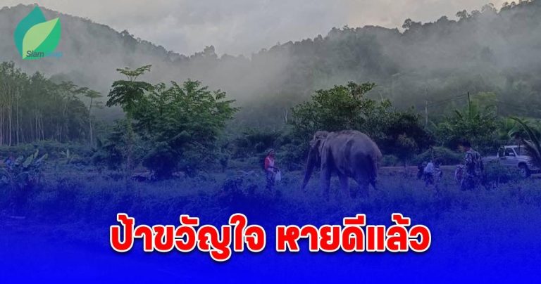 ป้าขวัญใจ กลับคืนสู่ธรรมชาติแล้ว หลังลื่นล้มได้รับบาดเจ็บและเข้ารับการรักษาจนหายดี