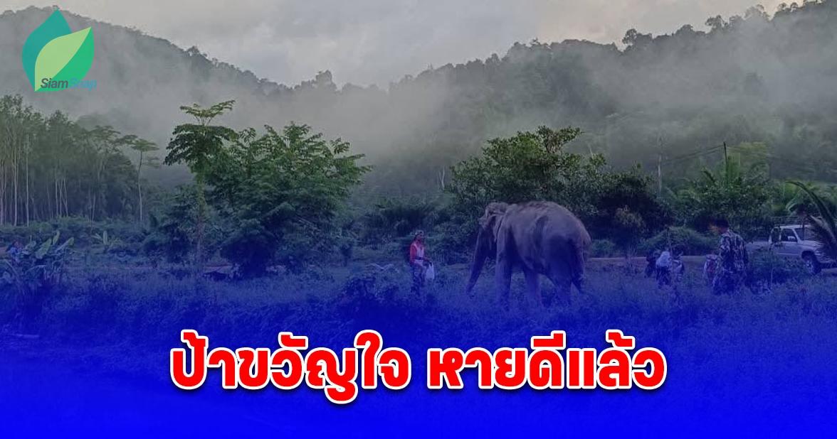 ป้าขวัญใจ กลับคืนสู่ธรรมชาติแล้ว หลังลื่นล้มได้รับบาดเจ็บและเข้ารับการรักษาจนหายดี