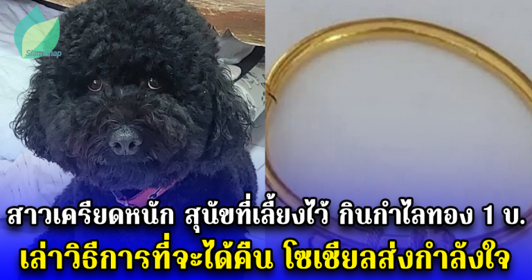 สาวเครียดหนัก สุนัขที่เลี้ยงไว้ กินกำไลทอง 1 บ. เล่าวิธีการที่จะได้คืน โซเชียลส่งกำลังใจ