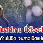 สาวโพสต์ถาม นี่ตัวอะไรคะ ตัวเล็กเท่าก้านไม้ขีด จนชาวเน็ตแห่เข้ามาเฉลย