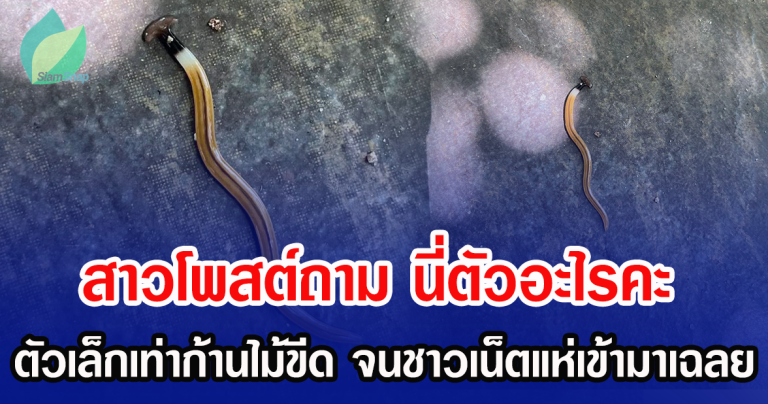 สาวโพสต์ถาม นี่ตัวอะไรคะ ตัวเล็กเท่าก้านไม้ขีด จนชาวเน็ตแห่เข้ามาเฉลย