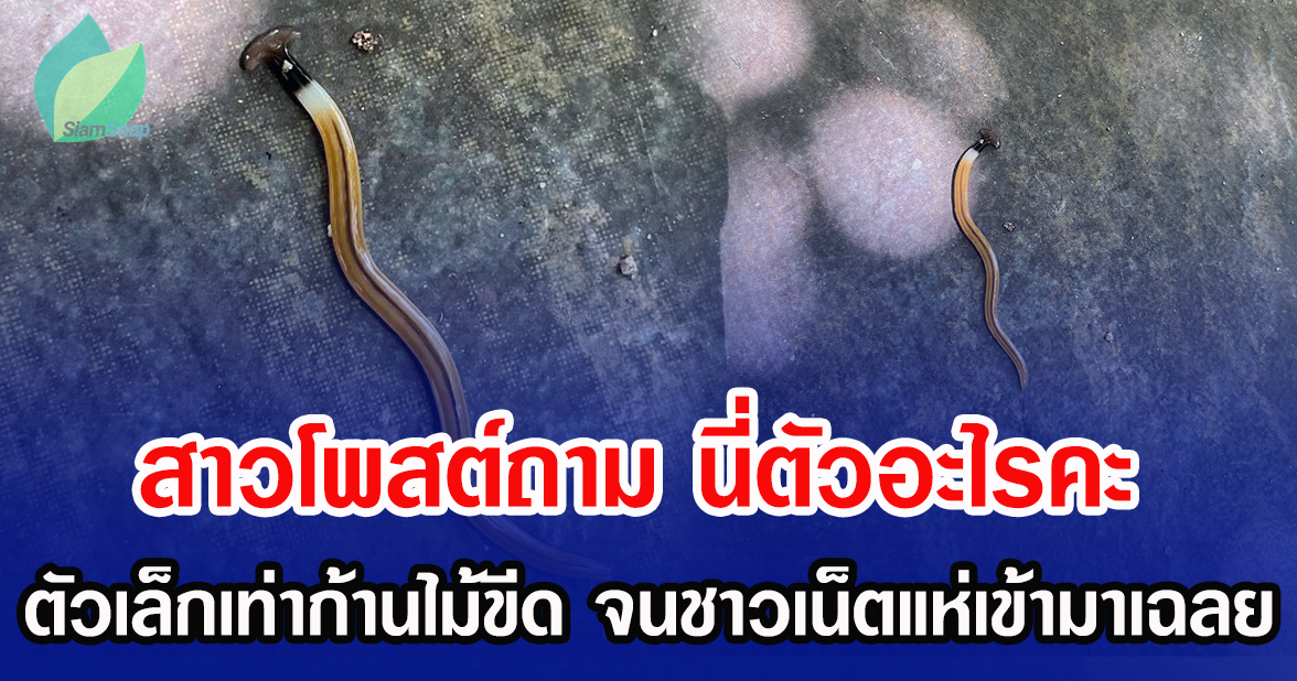 สาวโพสต์ถาม นี่ตัวอะไรคะ ตัวเล็กเท่าก้านไม้ขีด จนชาวเน็ตแห่เข้ามาเฉลย