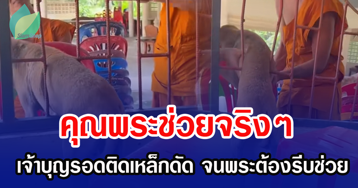 คุณพระช่วยจริง ๆ! เจ้าบุญรอดติดเหล็กดัด จนพระต้องรีบช่วย